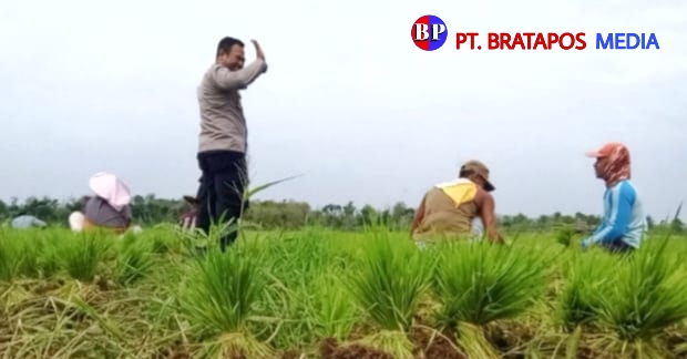 Bhabinkamtibmas Polres Blora Sambangi Warga di Sawah, Ingatkan Waspada Curanmor di Sawah