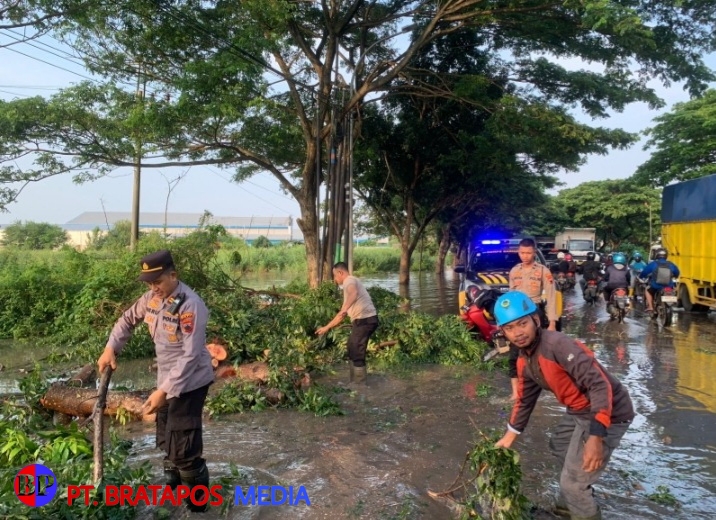 Respon Cepat Cegah Kemacetan, Polisi Evakuasi Pohon Tumbang di Jalan Pantura Pati - Juwana