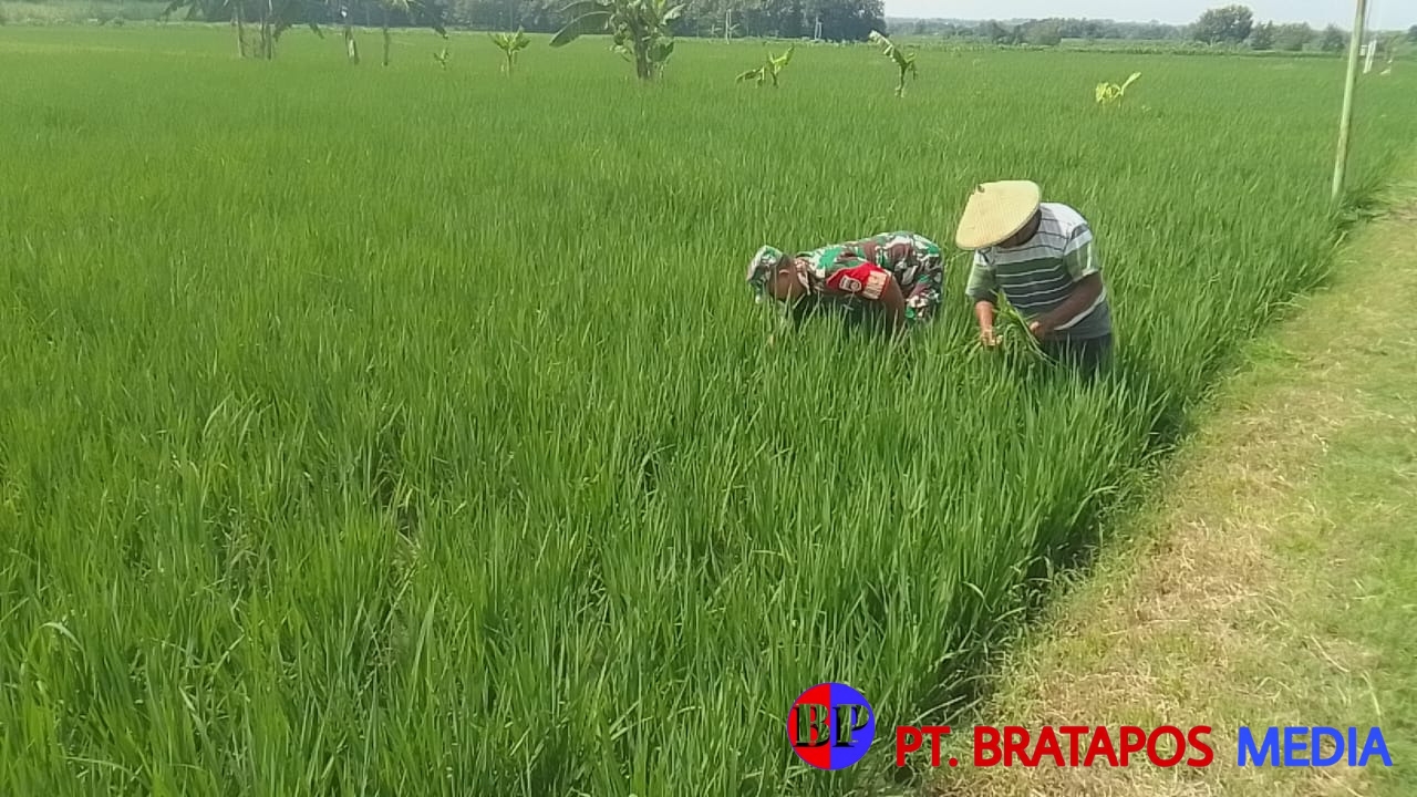 Upsus, TNI Dampingi Petani Penyiangan Tanaman Padi