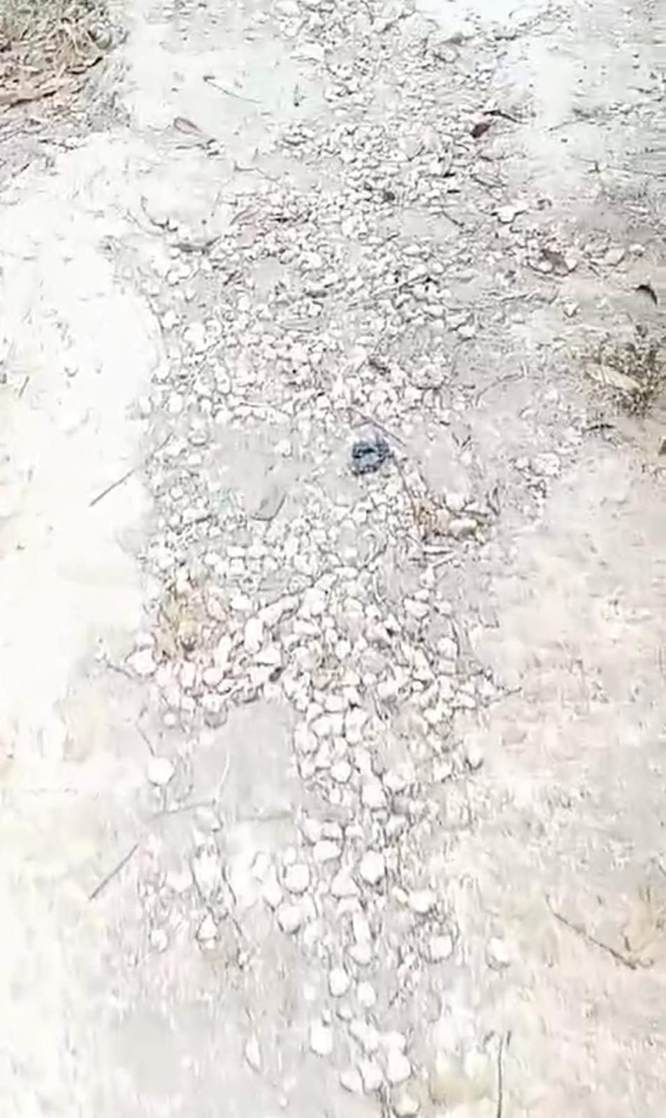 Bukan Rusak Tapi Lenyap, Rabat Beton Desa Baturasang Kembali Jadi Tanah