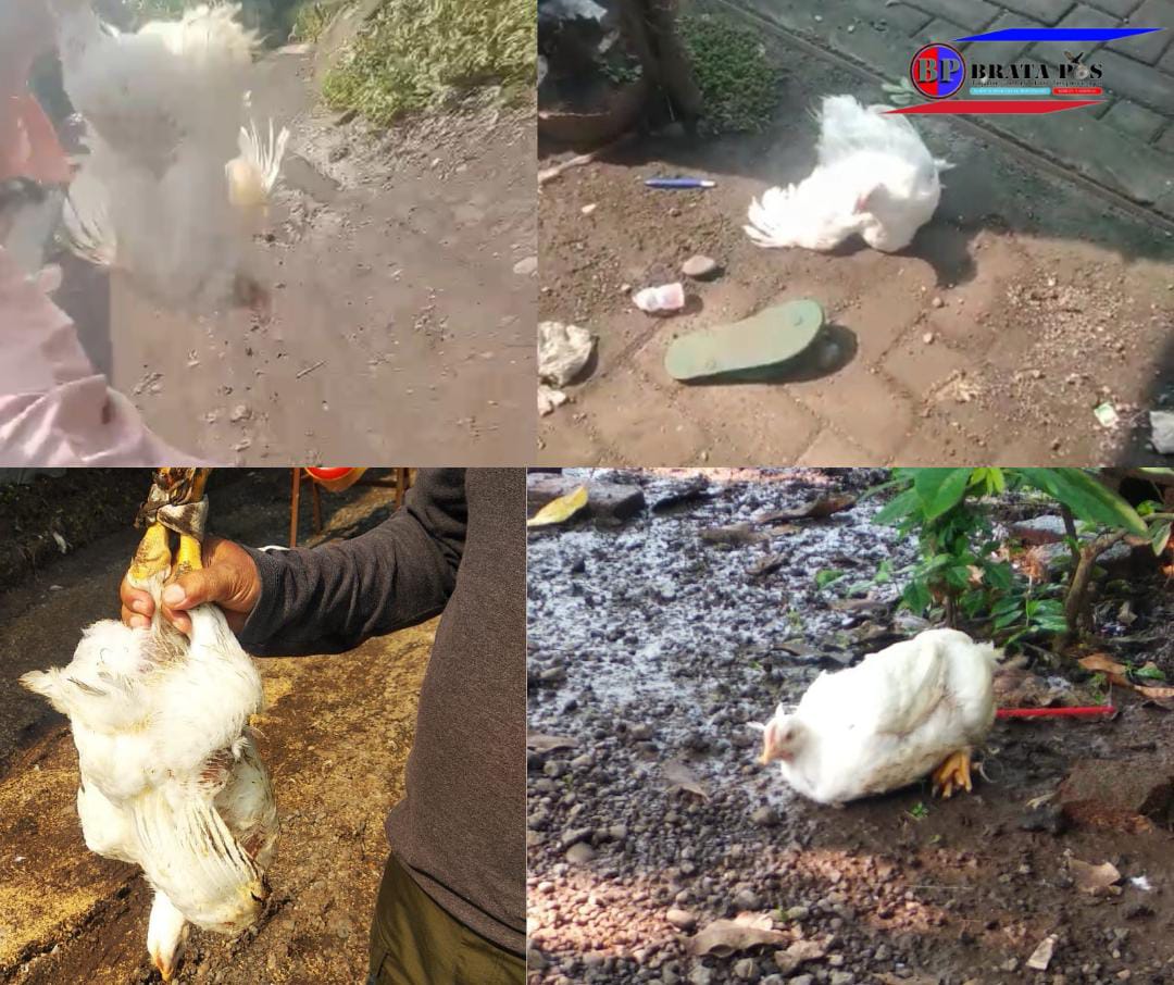 Warga Rame Rame Kembalikan Ayam Pemberian Pemilik Kandang