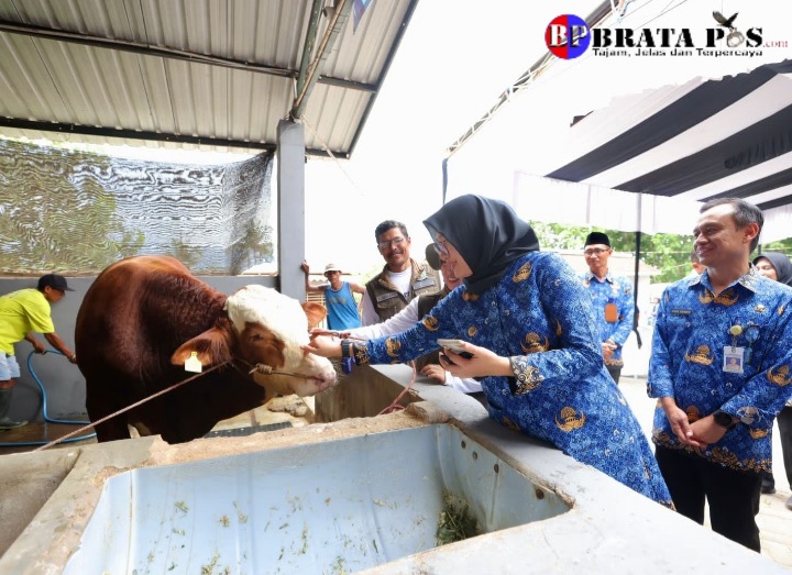 Melihat Peternakan Sapi Beromset Miliaran Rupiah, Bupati Ipuk: Jadi Inspirasi Untuk Anak Muda