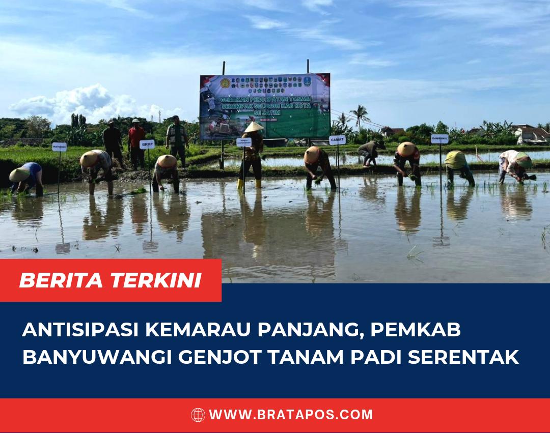 Antisipasi Kemarau Panjang, Pemkab Banyuwangi Genjot Tanam Padi Serentak