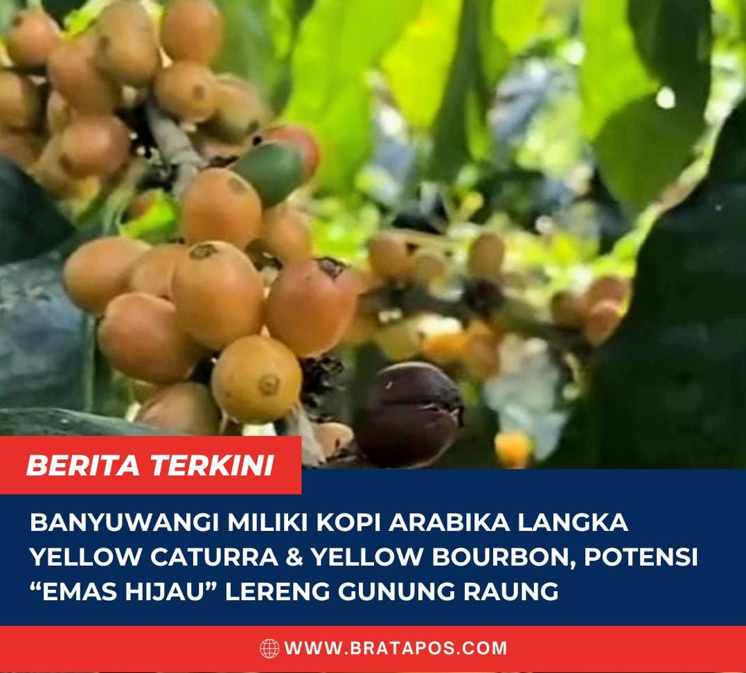 Banyuwangi Miliki Kopi Arabika Langka Yellow Caturra & Yellow Bourbon, Potensi “Emas Hijau” Lereng Gunung Raung