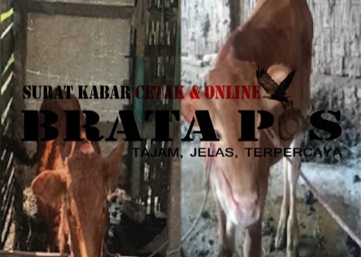 Bendahara Bumdes Marganotoko Cuci Tangan," Lepas Tanggung Jawab,: Kandang Sapi Bukan Milik Bundes