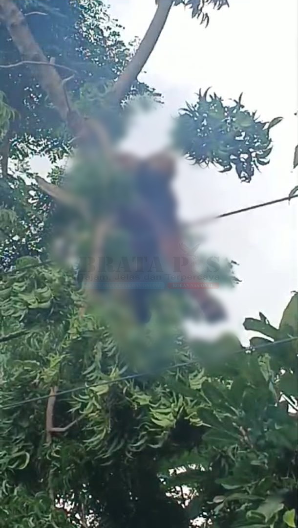Cari Pakan Ternak Berujung Maut, Warga Essang Talango Tewas