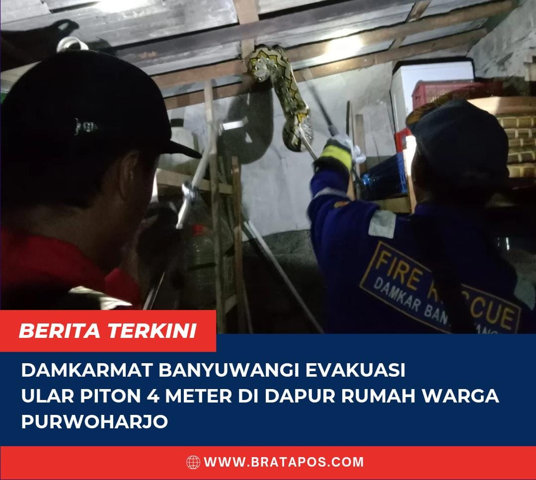 Damkarmat Banyuwangi Evakuasi Ular Piton 4 Meter di Dapur Rumah Warga Purwoharjo
