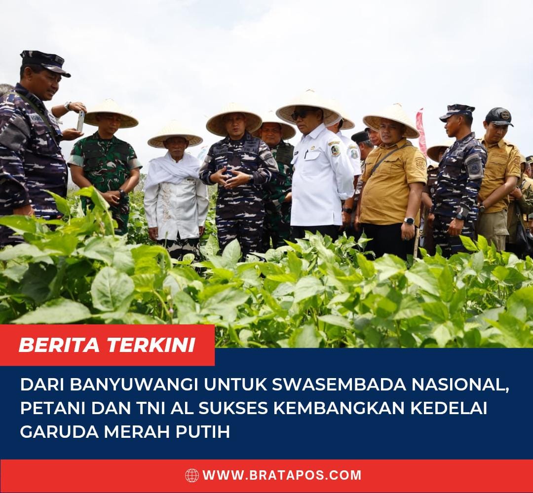 Dari Banyuwangi untuk Swasembada Nasional, Petani dan TNI AL Sukses Kembangkan Kedelai Garuda Merah Putih