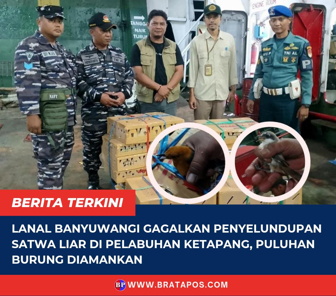 Lanal Banyuwangi Gagalkan Penyelundupan Satwa Liar di Pelabuhan Ketapang, Puluhan Burung Diamankan