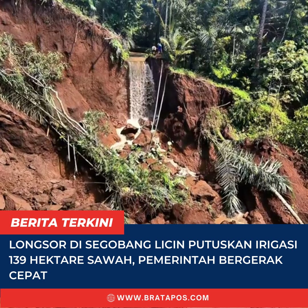 Longsor di Segobang Licin Putuskan Irigasi 139 Hektare Sawah, Pemerintah Bergerak Cepat