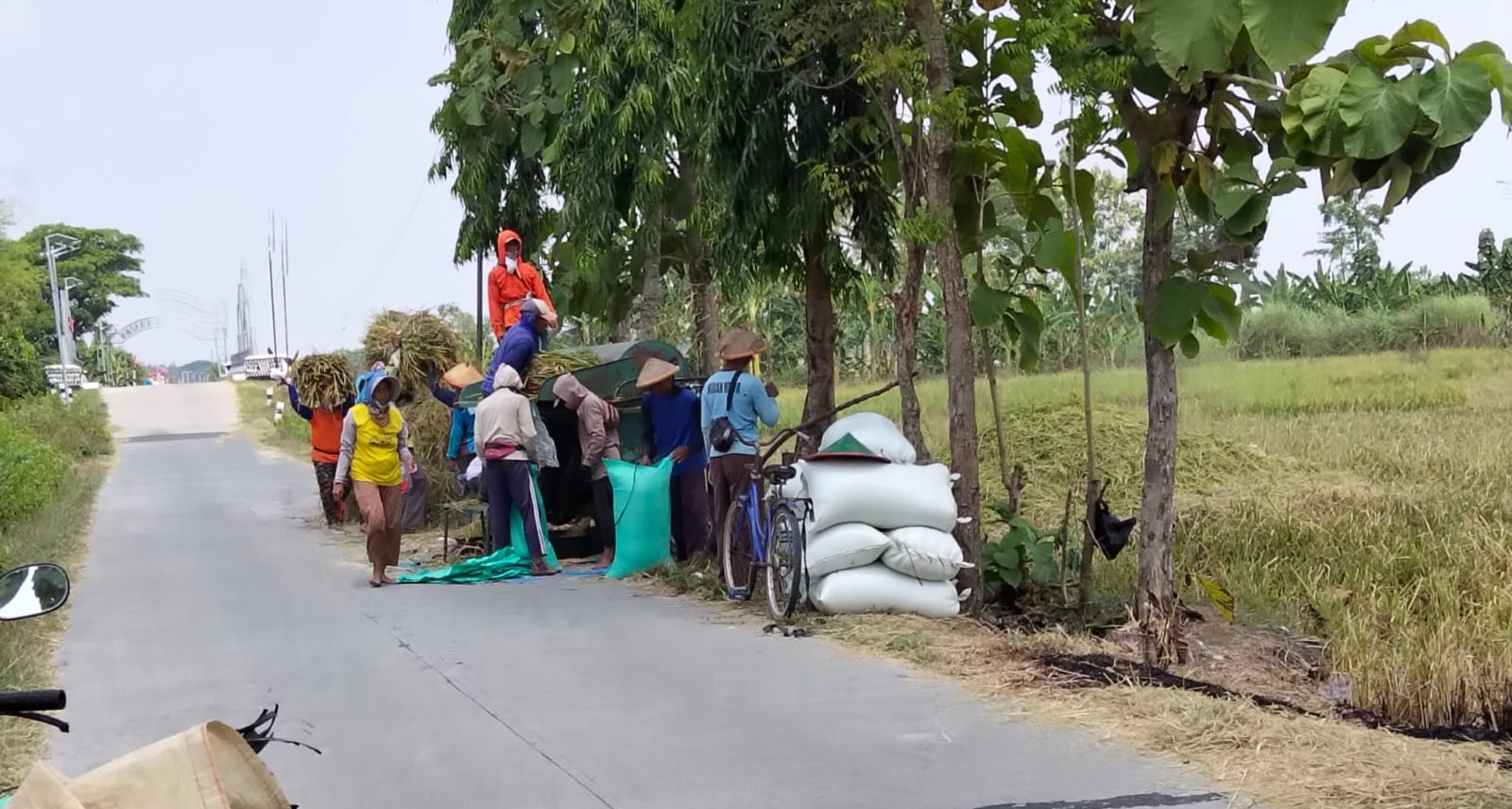 Panen Raya di Tanjungrejo: Petani Bersyukur, Hasil Melimpah Dongkrak Perekonomian Desa
