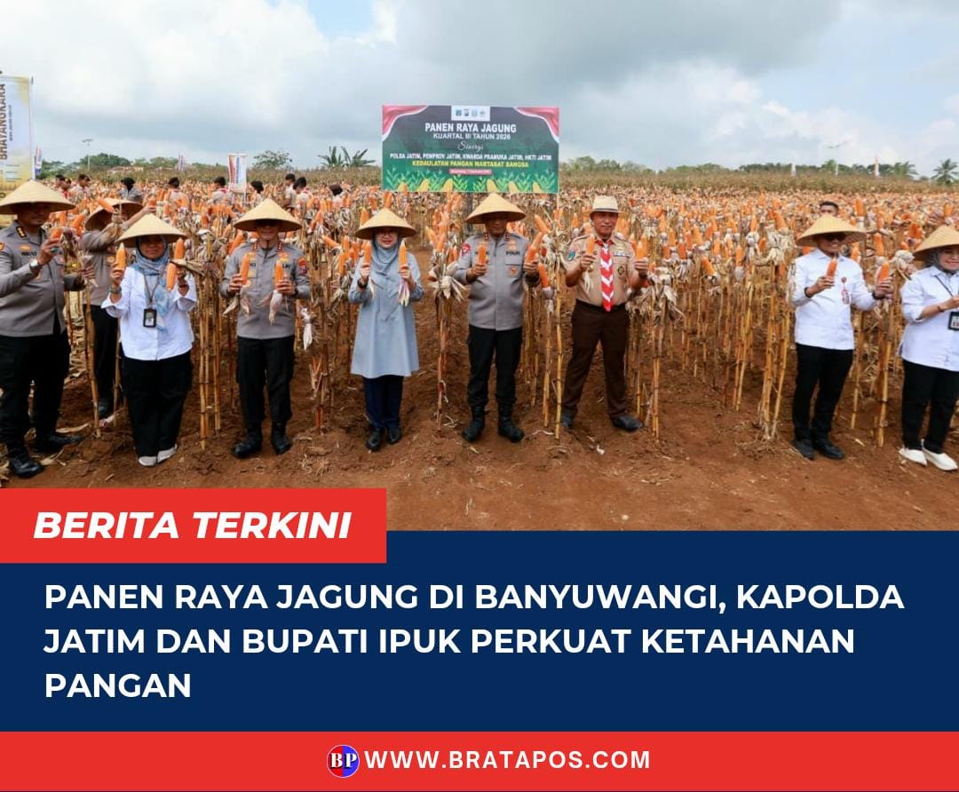 Panen Raya Jagung di Banyuwangi, Kapolda Jatim dan Bupati Ipuk Perkuat Ketahanan Pangan