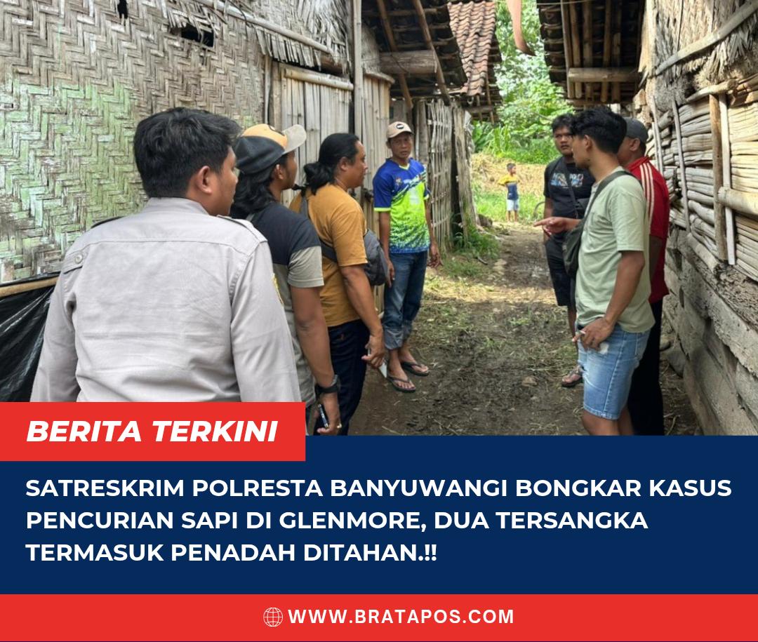 Satreskrim Polresta Banyuwangi Bongkar Kasus Pencurian Sapi di Glenmore, Dua Tersangka Termasuk Penadah Ditahan.!!
