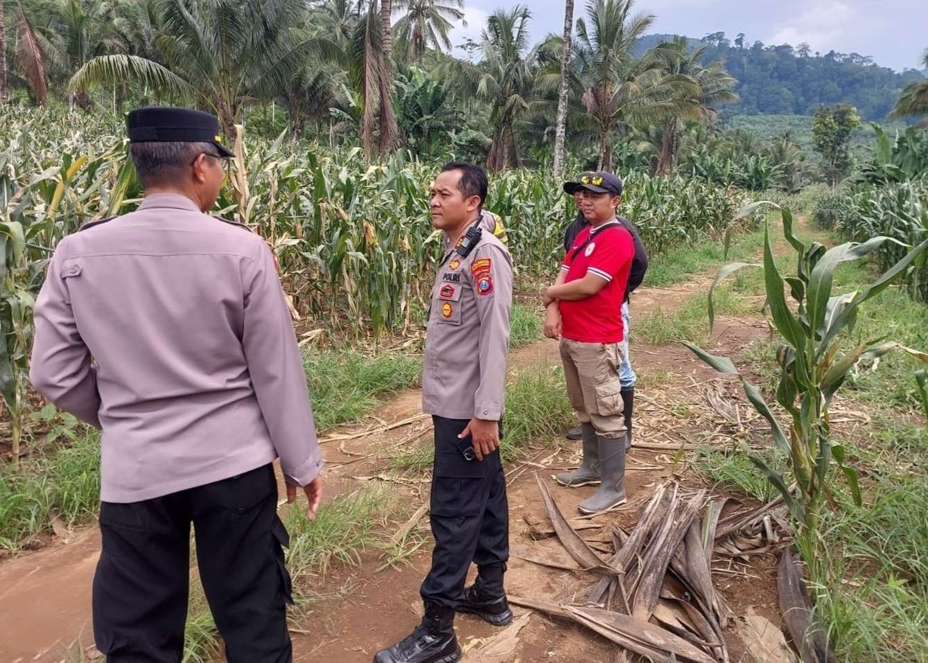 Sinergi Petani dan Polresta Banyuwangi Berbuah Hasil, Budidaya Jagung di Glenmore Siap Panen